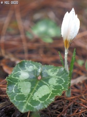 Cyclamen persicum