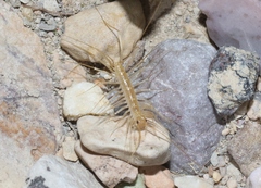 Scutigera linceci
