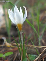 Crocus hyemalis