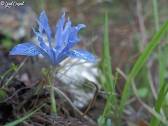 Iris vartanii