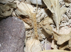 Scutigera linceci