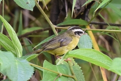 Basileuterus tristriatus