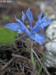 Iris vartanii
