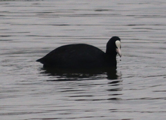 Fulica atra