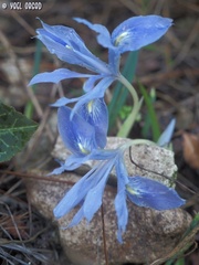 Iris vartanii