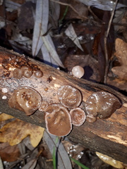 Auriculariaceae