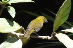 Chlorospingus flavigularis