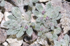 Tiquilia mexicana