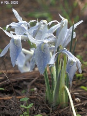 Iris vartanii