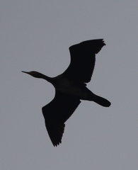 Phalacrocorax carbo
