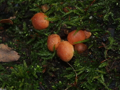 Hypholoma lateritium