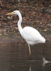 Ardea alba