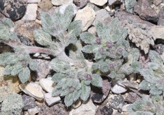 Tiquilia mexicana