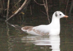 Chroicocephalus ridibundus