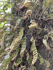 Pleopeltis michauxiana