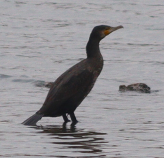 Phalacrocorax carbo