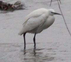 Egretta garzetta