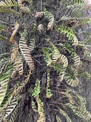 Pleopeltis michauxiana