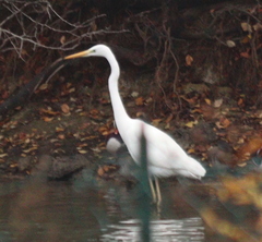 Ardea alba