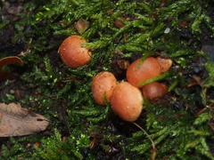 Hypholoma lateritium