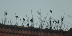 Sturnus vulgaris