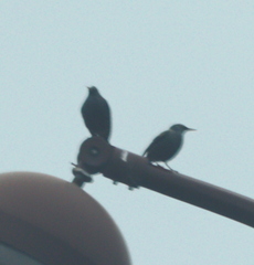 Sturnus vulgaris