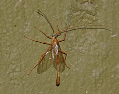 Enicospilus