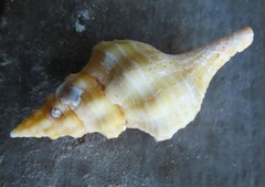 Triplofusus giganteus