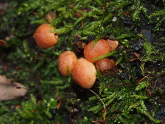 Hypholoma lateritium
