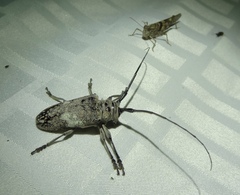 Lochmaeocles marmoratus