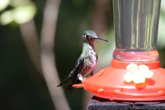 Taphrospilus hypostictus