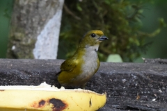 Euphonia xanthogaster