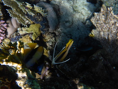 Heniochus intermedius