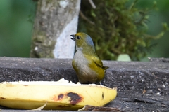 Euphonia xanthogaster