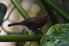 Coryphospingus cucullatus