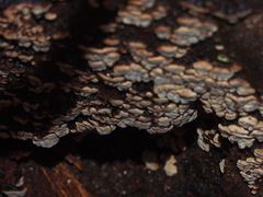 Xylobolus frustulatus