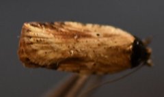 Agonopterix atrodorsella