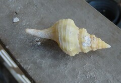 Triplofusus giganteus