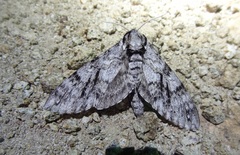 Ceratomia sonorensis