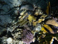 Heniochus intermedius