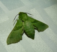 Proserpinus terlooii