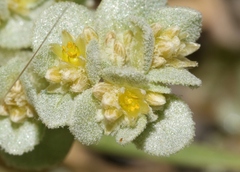 Tidestromia carnosa
