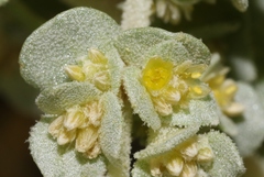 Tidestromia carnosa
