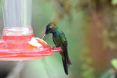 Heliodoxa leadbeateri