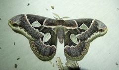Rothschildia cinctus