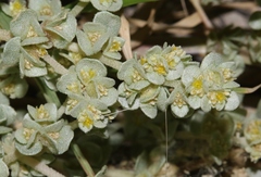 Tidestromia carnosa