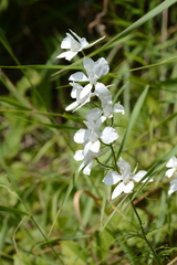 Delphinium ajacis
