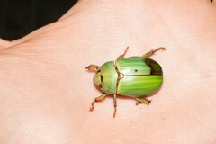 Pelidnota prasina
