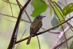 Leptopogon superciliaris