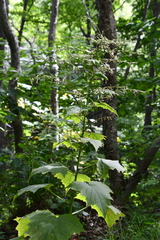 Parasenecio praetermissus